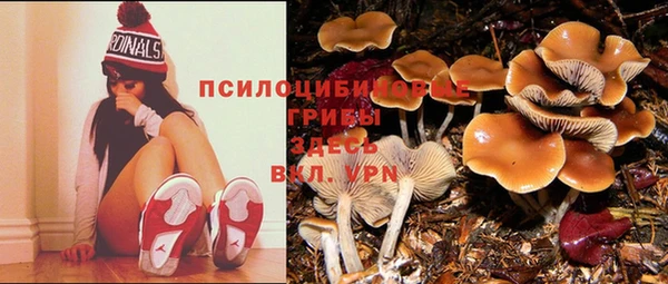 ПСИЛОЦИБИНОВЫЕ ГРИБЫ Пересвет